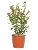ilex heckenfee agrifoglio