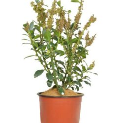 ilex heckenfee agrifoglio