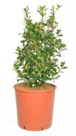 ilex heckenfee agrifoglio 3