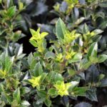 ilex heckenpracht agrifoglio 1