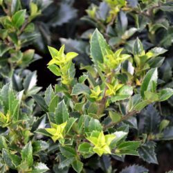 ilex heckenpracht agrifoglio 1