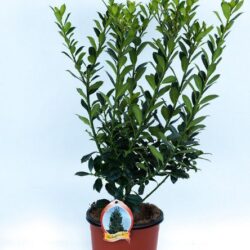 ilex heckenpracht agrifoglio