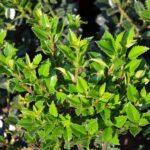 ilex heckenstar agrifoglio 1