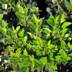 ilex heckenstar agrifoglio 1