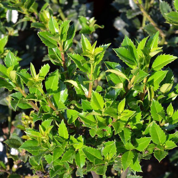 ilex heckenstar agrifoglio 1 ilex heckenstar agrifoglio 1