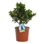 ilex heckenstar agrifoglio