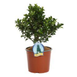 ilex heckenstar agrifoglio