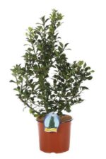 ilex heckenstar agrifoglio 3