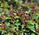 ilex little rascal agrifoglio 1