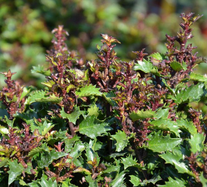 ilex little rascal agrifoglio 1 ilex little rascal agrifoglio 1