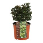 ilex little rascal agrifoglio