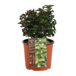 ilex little rascal agrifoglio