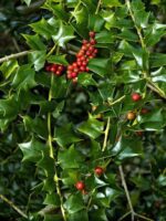 ilex lydia morris agrifoglio 1