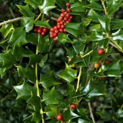 ilex lydia morris agrifoglio 1