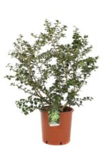 ilex lydia morris agrifoglio