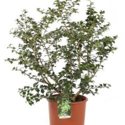 ilex lydia morris agrifoglio