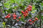 ilex meserveae blue prince agrifoglio 1