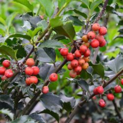 ilex meserveae blue prince agrifoglio 1