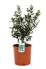 ilex meserveae blue prince agrifoglio