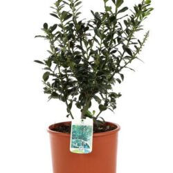 ilex meserveae blue prince agrifoglio