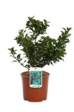 ilex meserveae blue prince agrifoglio 3