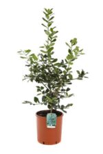 ilex nelly r. stevens agrifoglio 1