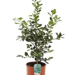 ilex nelly r. stevens agrifoglio 1