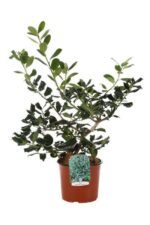 ilex nelly r. stevens agrifoglio