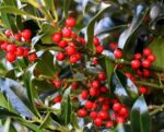 ilex nelly r. stevens agrifoglio 4