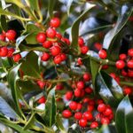 ilex nelly r. stevens agrifoglio 4