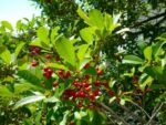 ilex opaca agrifoglio americano 1
