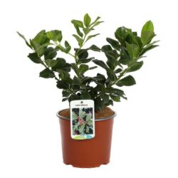 ilex opaca agrifoglio americano