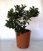 ilex opaca agrifoglio americano 3