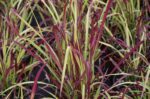 imperata cylindrica red baron 1