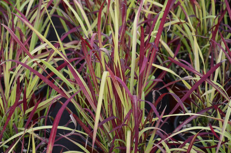 imperata cylindrica red baron 1
