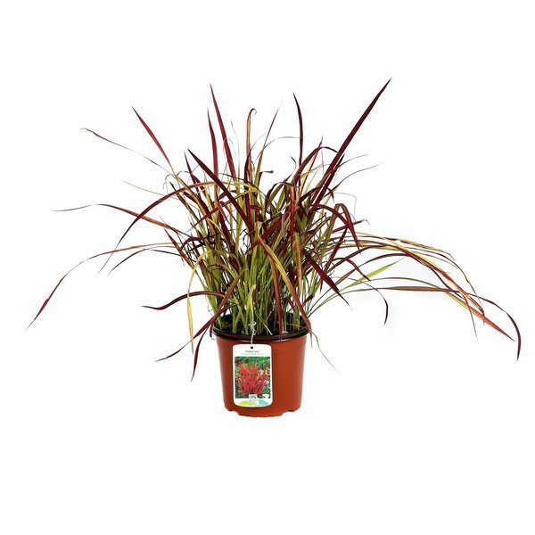 imperata cylindrica red baron