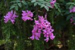 indigofera kirilowii