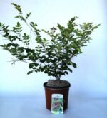indigofera kirilowii 2