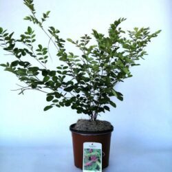 indigofera kirilowii 2