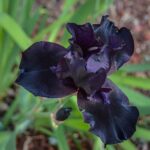 iris chrysographes black 1
