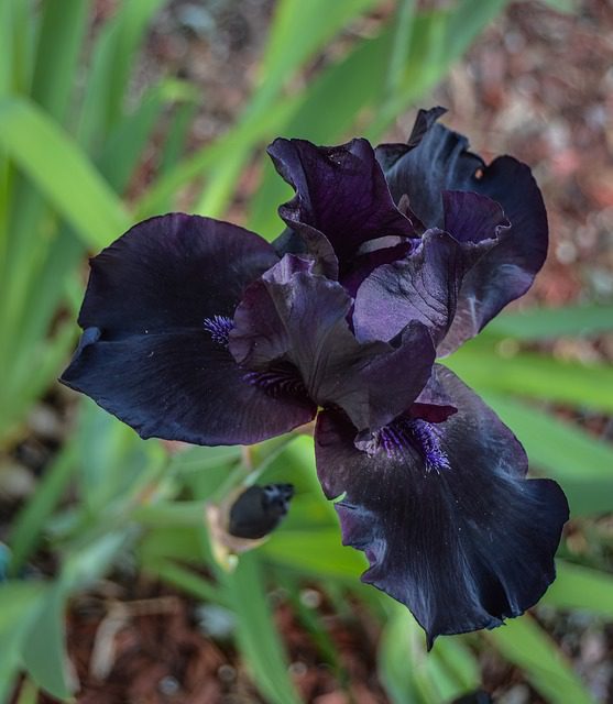 iris chrysographes black 1 iris chrysographes black 1