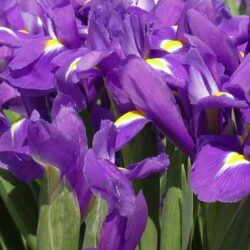 iris ensata variegata 1