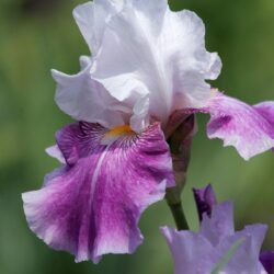 iris germanica alpine 1
