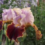 iris germanica apricot 1