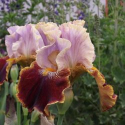 iris germanica apricot 1