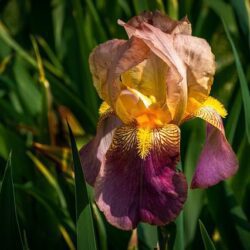 iris germanica armonica 1