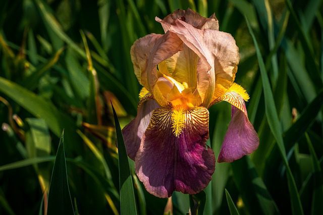 iris germanica armonica 1 iris germanica armonica 1