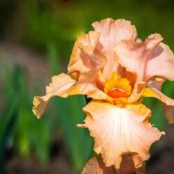 iris germanica boston 1