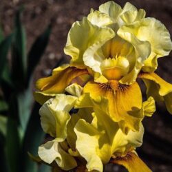 iris germanica bronze 1
