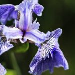 iris germanica elettrika 2